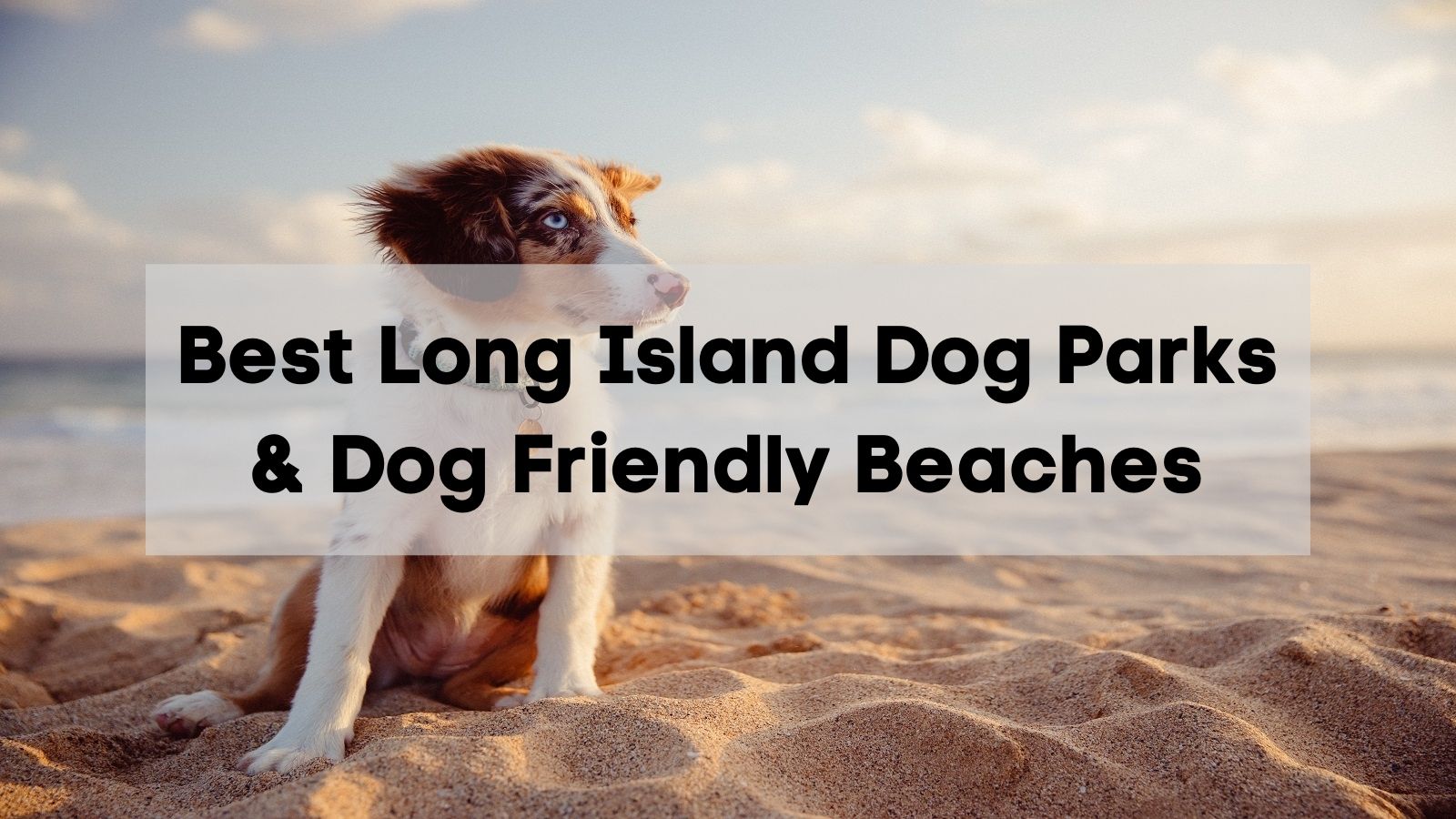 are dogs allowed on long beach island